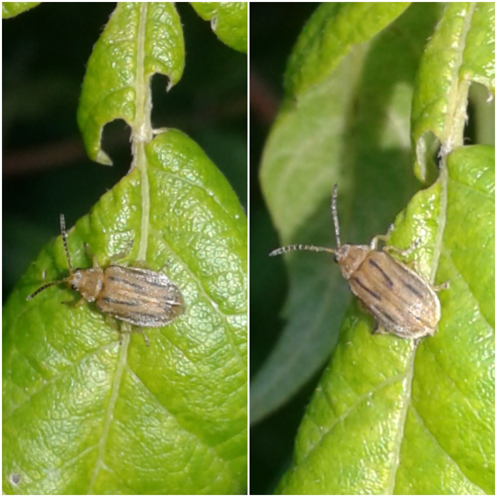 Ophraella communa (Chrysomelidae)? S.